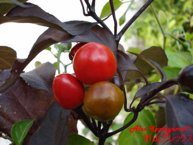 DSC03355.jpg