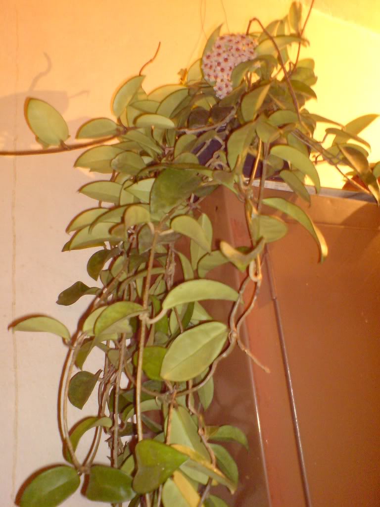 DSC03357.jpg
