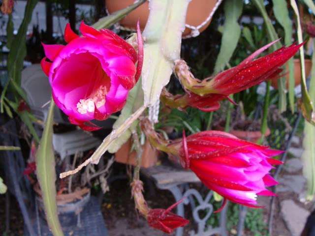 DSC03358.JPG