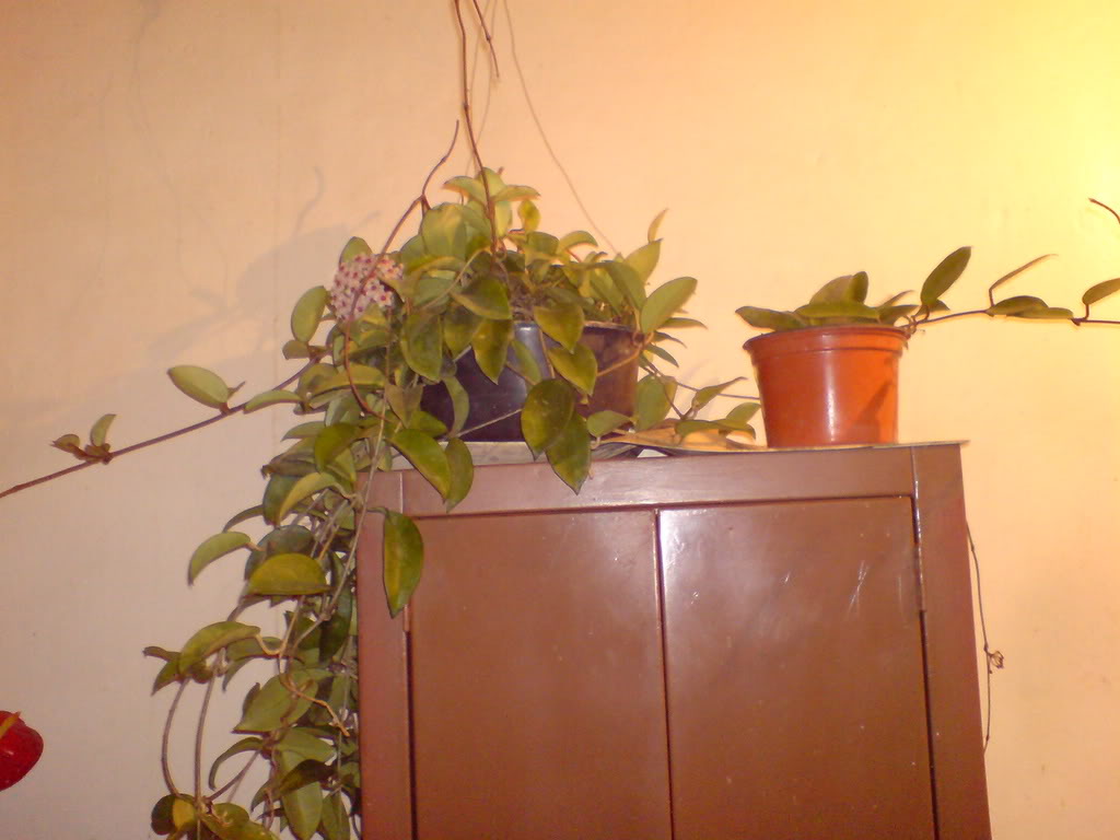 DSC03359-1.jpg