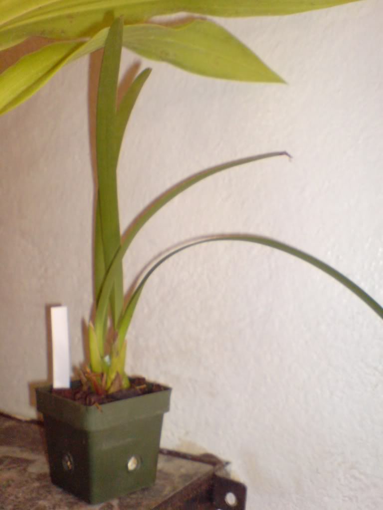 DSC03375.jpg