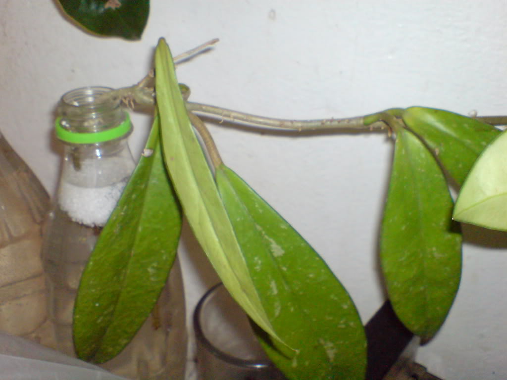 DSC03385.jpg