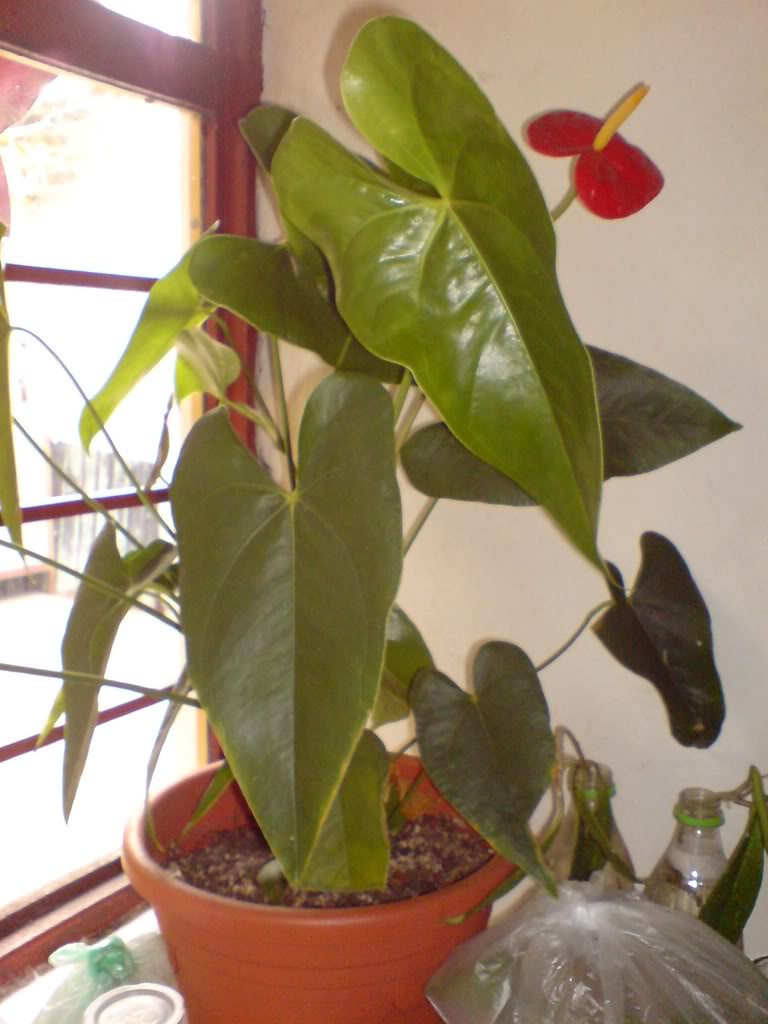 DSC03390.jpg