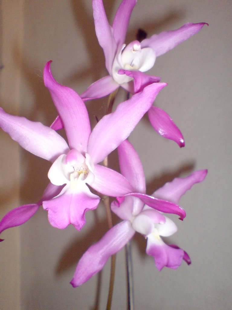 DSC03394.jpg