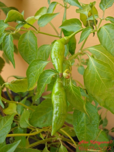 DSC03406.JPG