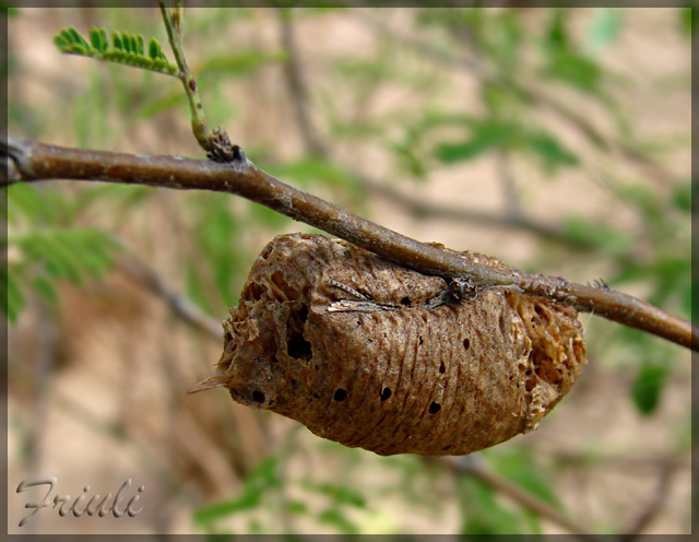 DSC03416_copiar.jpg