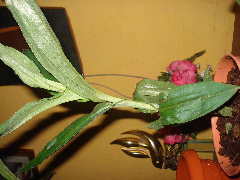 DSC03431.jpg