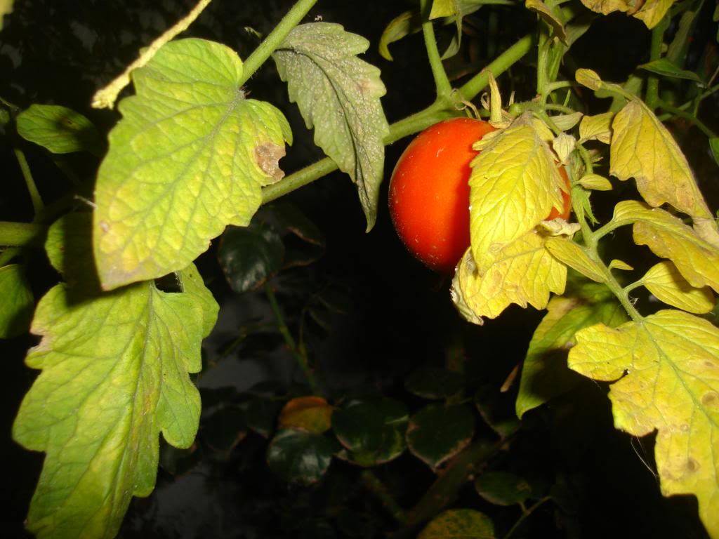 DSC03434.jpg