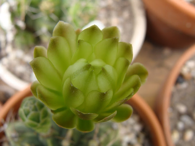 DSC03448.JPG