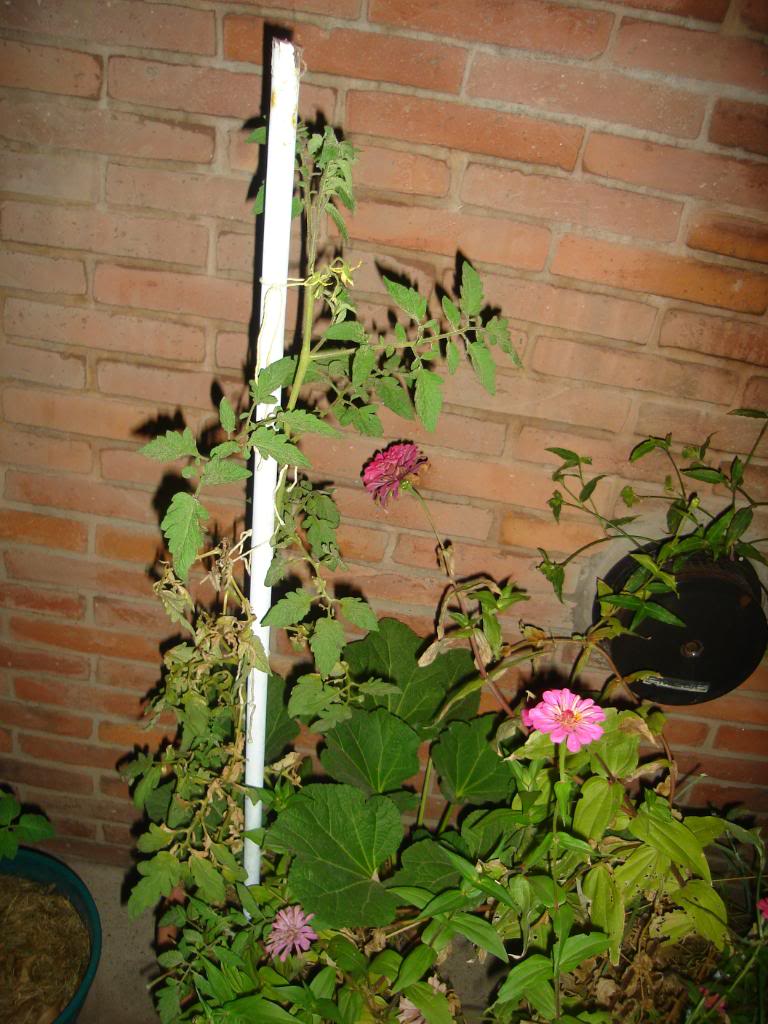 DSC03455.jpg
