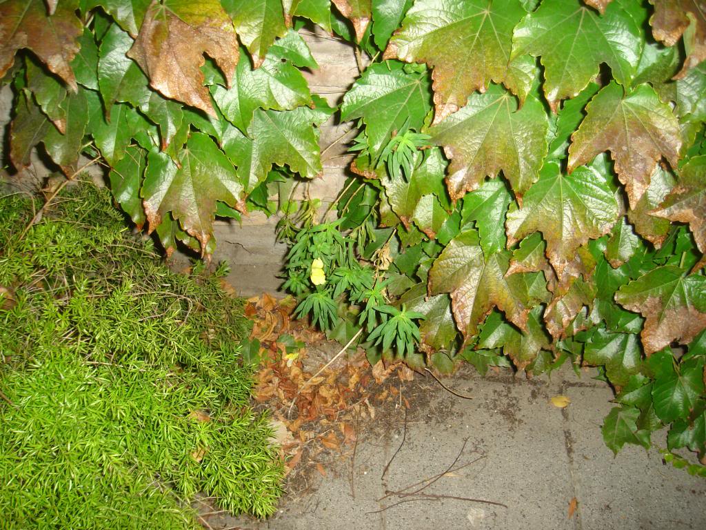 DSC03467.jpg