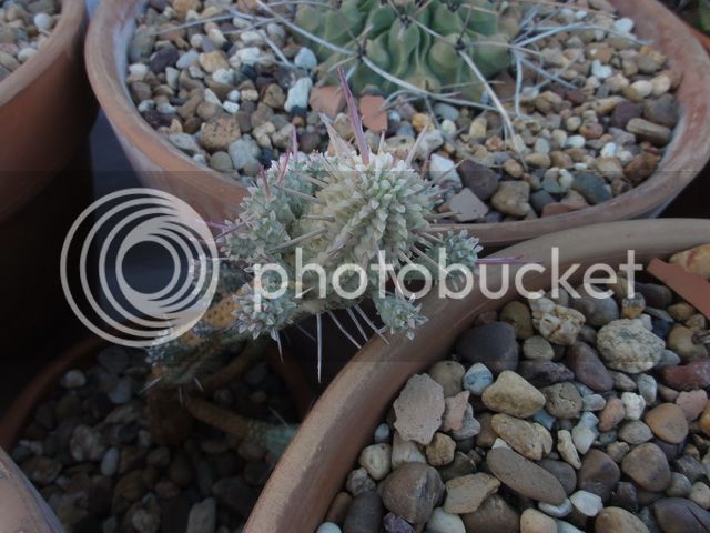 DSC03473_resize_zpse234e357.jpg