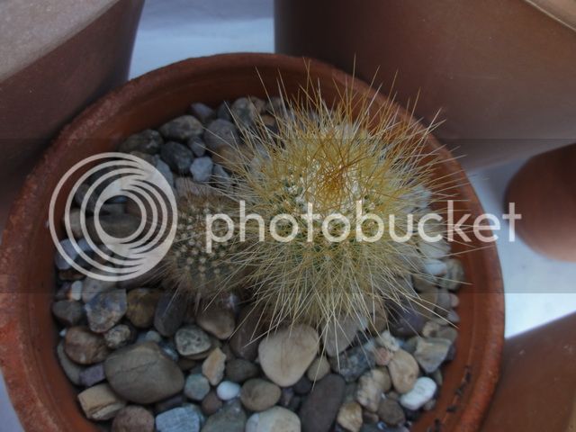 DSC03474_resize_zpscc19bd31.jpg