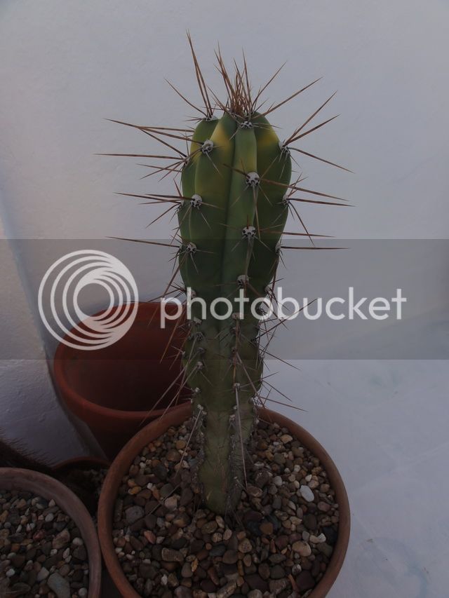 DSC03475_resize_zps1d037fb9.jpg