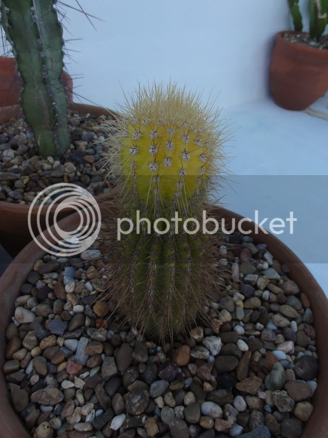 DSC03476_resize_zpsf8f912d7.jpg