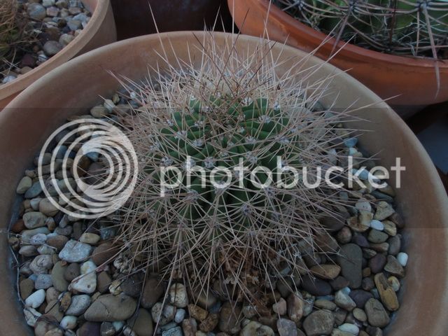 DSC03477_resize_zpsc59a2c65.jpg