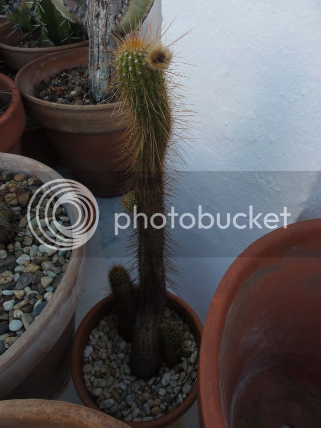 DSC03479_resize_zpsb48ff31b.jpg