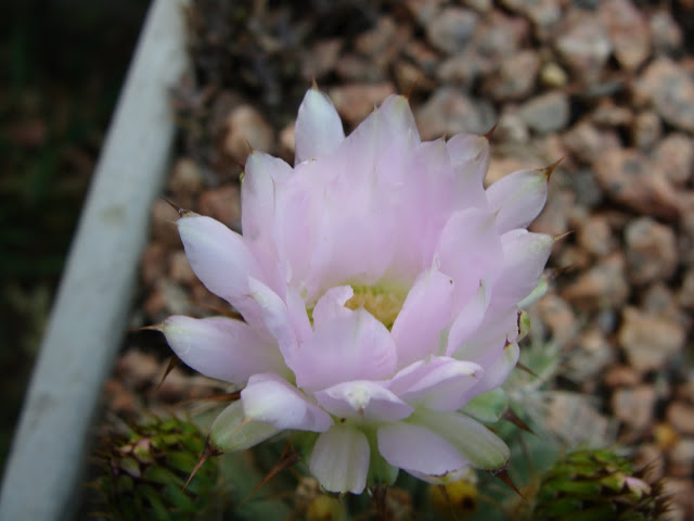 DSC03480.JPG