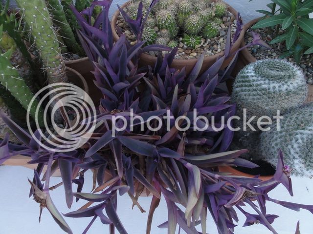 DSC03483_resize_zps52e65e3a.jpg