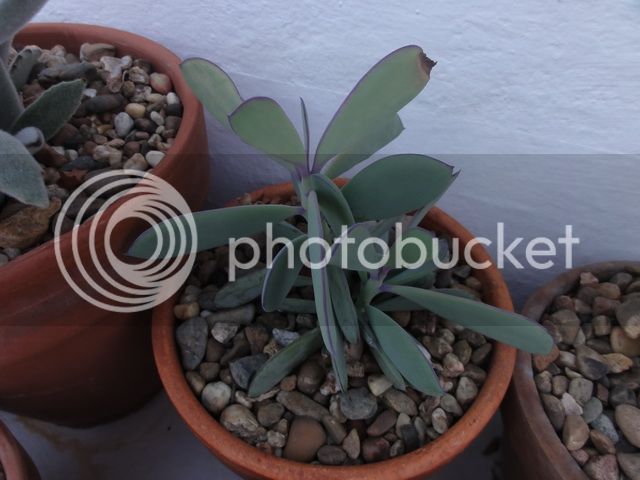 DSC03485_resize_zps74d46d00.jpg