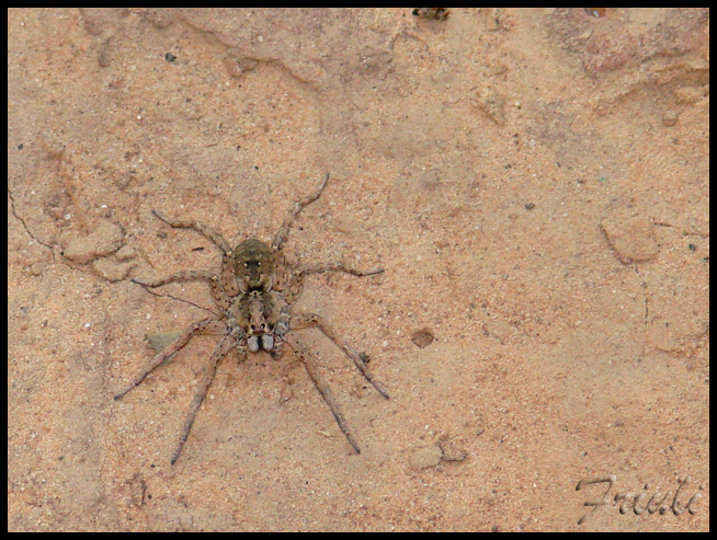 DSC03496_copiar.jpg