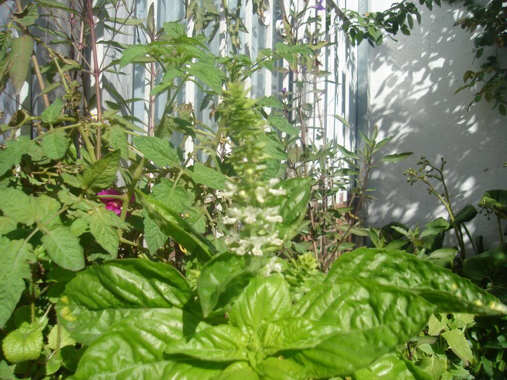 DSC03511.jpg