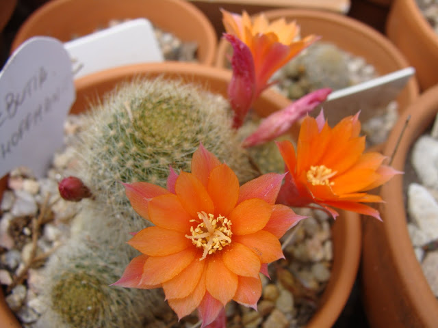 DSC03570.JPG