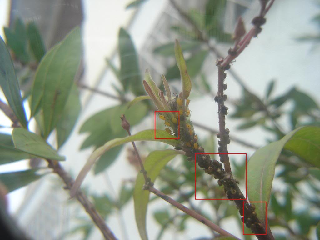 DSC03585.jpg