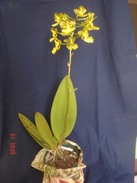 DSC03602.jpg