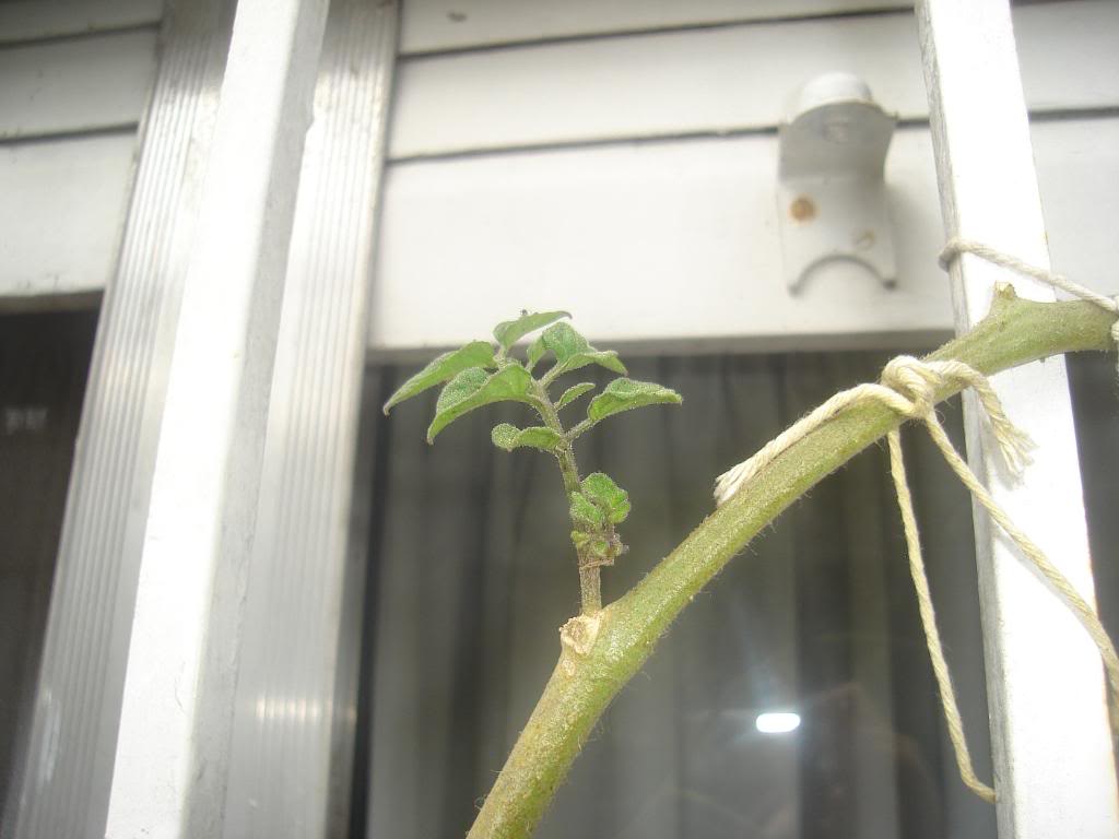 DSC03606.jpg