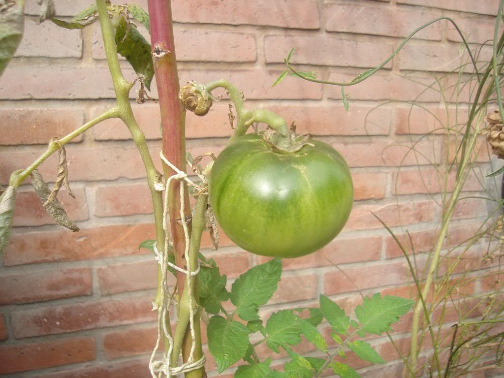 DSC03617.jpg