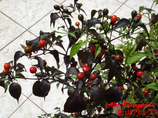 DSC03643.jpg