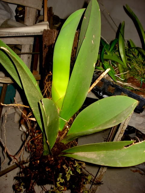 DSC03654.jpg