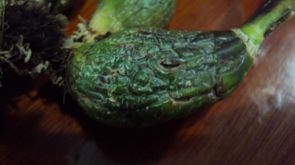 DSC03654.jpg