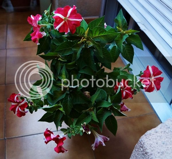DSC03662_zps3ipi9xsa.jpg
