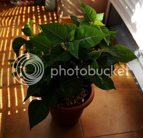 DSC03668_zpsvcmkqdnt.jpg