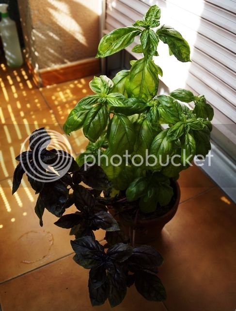 DSC03674_zps5p6tjxx1.jpg