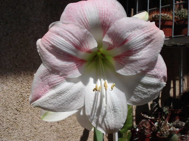 DSC03684.jpg