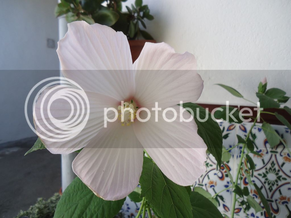 DSC03684_zps2fssnkez.jpg