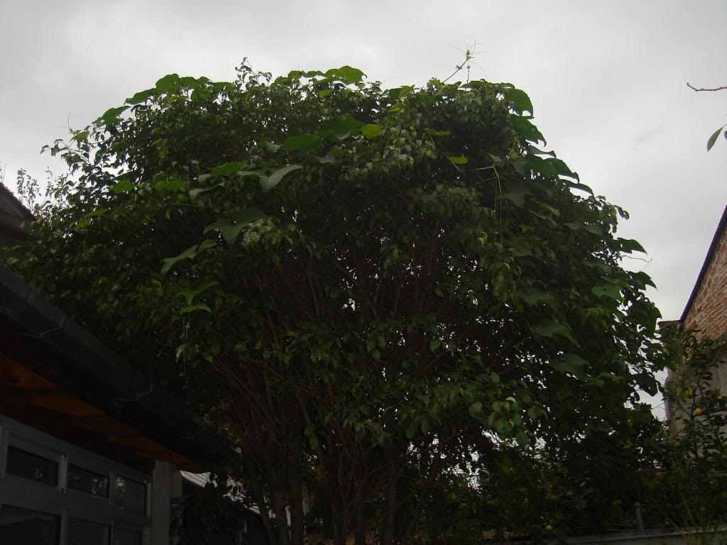 DSC03686.jpg