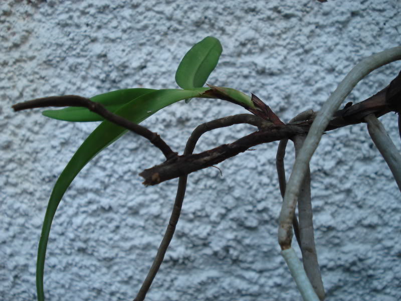DSC03690.jpg