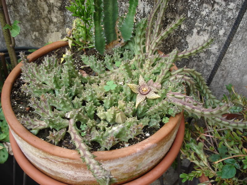 DSC03692.jpg