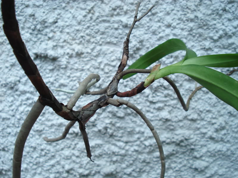 DSC03693.jpg