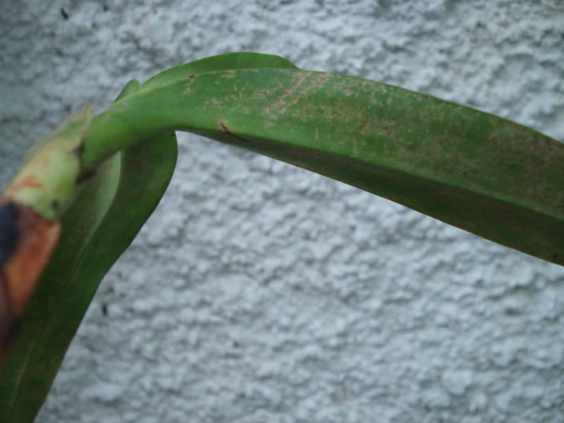 DSC03697.jpg