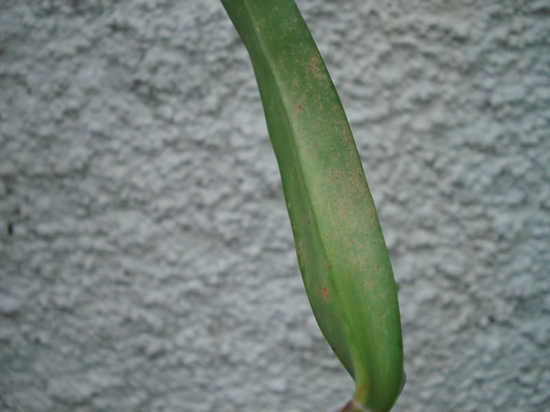 DSC03698.jpg