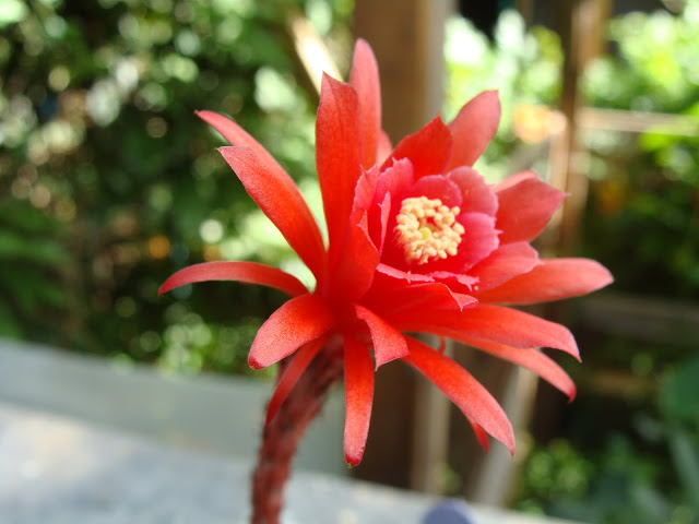 DSC03703.JPG