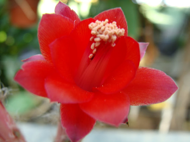 DSC03704.JPG