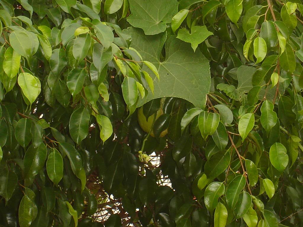 DSC03705-1.jpg