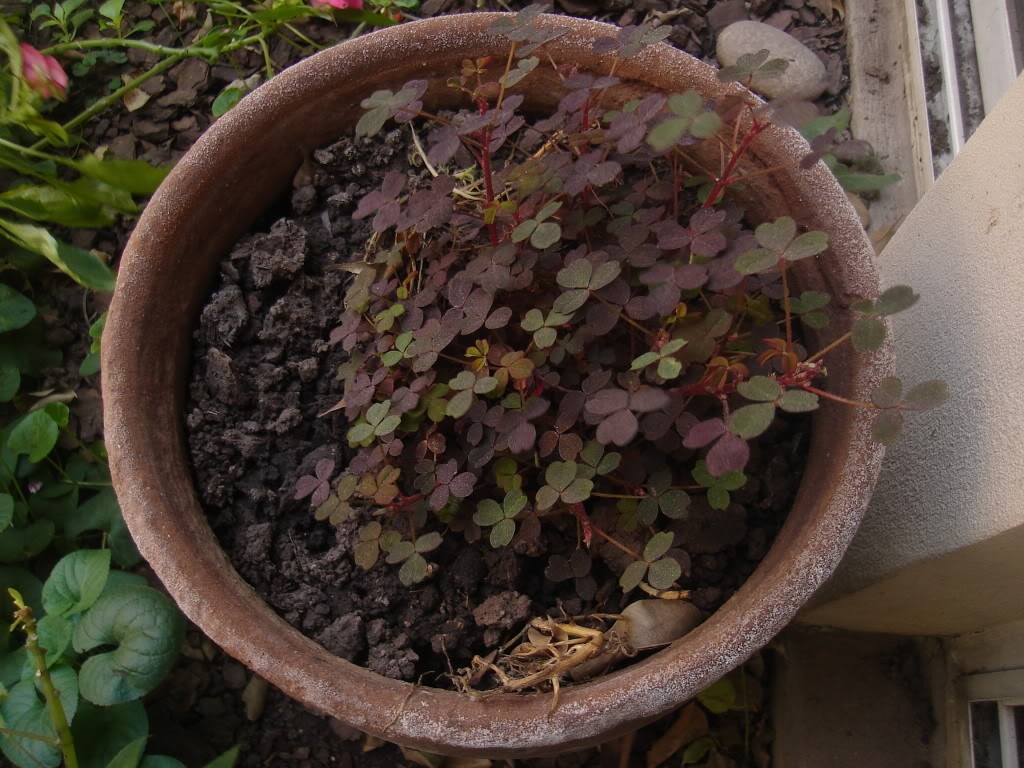 DSC03713.jpg