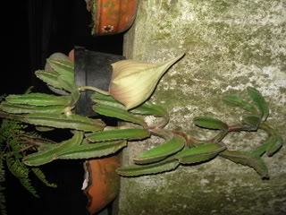 DSC03734.jpg